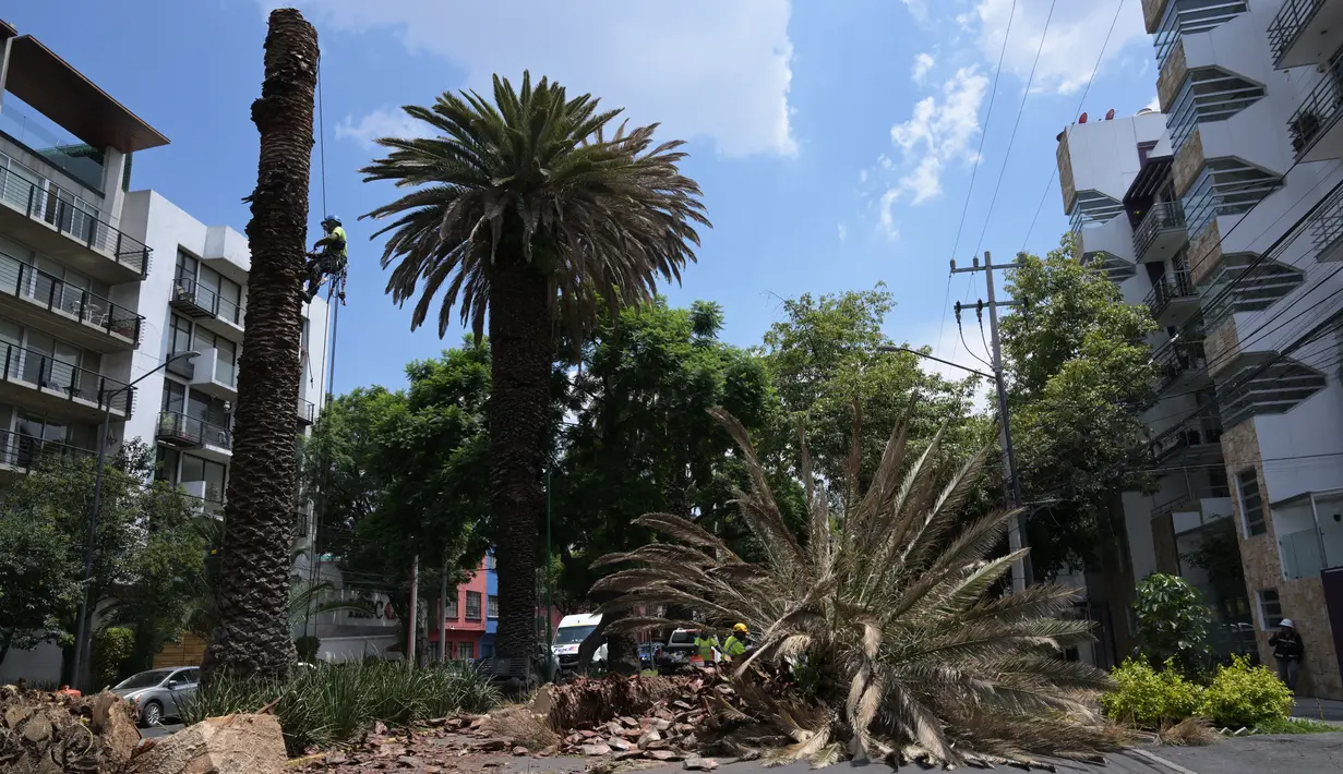 Pekerja dari Menteri Lingkungan Hidup memangkas pohon palem yang terserang wabah di Mexico City pada 10 Agustus 2023. (RODRIGO ARANGUA / AFP)