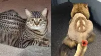 Penampilan kucing usai cukur rambut (Sumber: Brightside)
