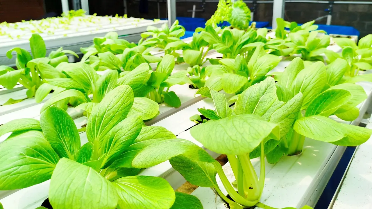 Cara Menanam Sayur Hidroponik