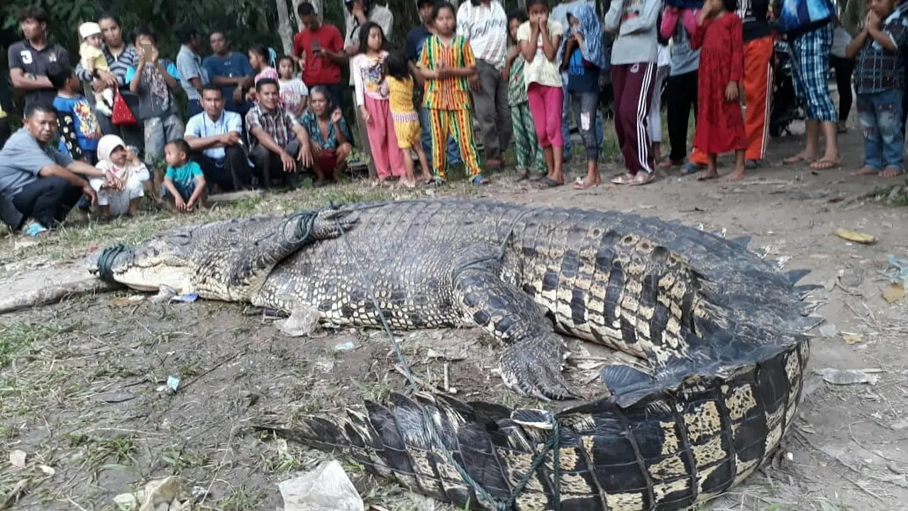 Makan Umpan Ayam, Buaya Raksasa Mati Mengenaskan di Tangan Warga