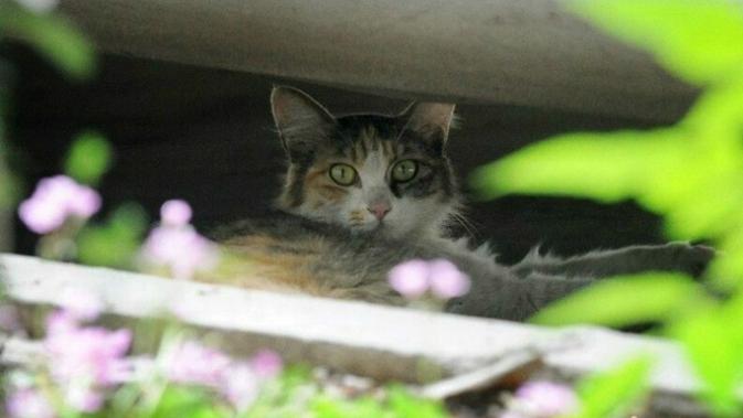 Induk Kucing Peluk Anaknya Yang Mengalami Mimpi Buruk Lifestyle