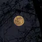 Ilustrasi gerhana bulan total. (Sumber foto: unsplash.com)