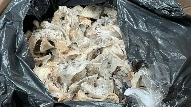 950 Kg sarang burung walet gagal dikirim ke Vietnam. (Liputan6.com/Pramita Tristiawati)