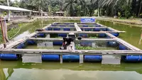 Ekonomi Desa Empang Baru Kabupaten Siak Kian Menggeliat Berkat Dukungan BRI
