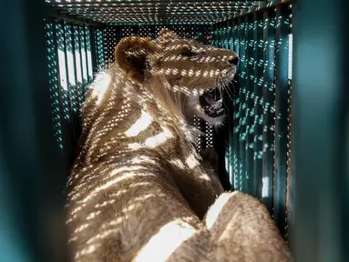 Seekor singa ditempatkan dalam kandang saat akan dievakuasi dari kebun binatang di Rafah, Jalur Gaza, Palestina, Minggu (7/4). Sebanyak 40 satwa dalam kondisi 'menyedihkan' dievakuasi dari sebuah kebun binatang di Jalur Gaza ke tempat penampungan di Yordania. (SAID KHATIB/AFP)