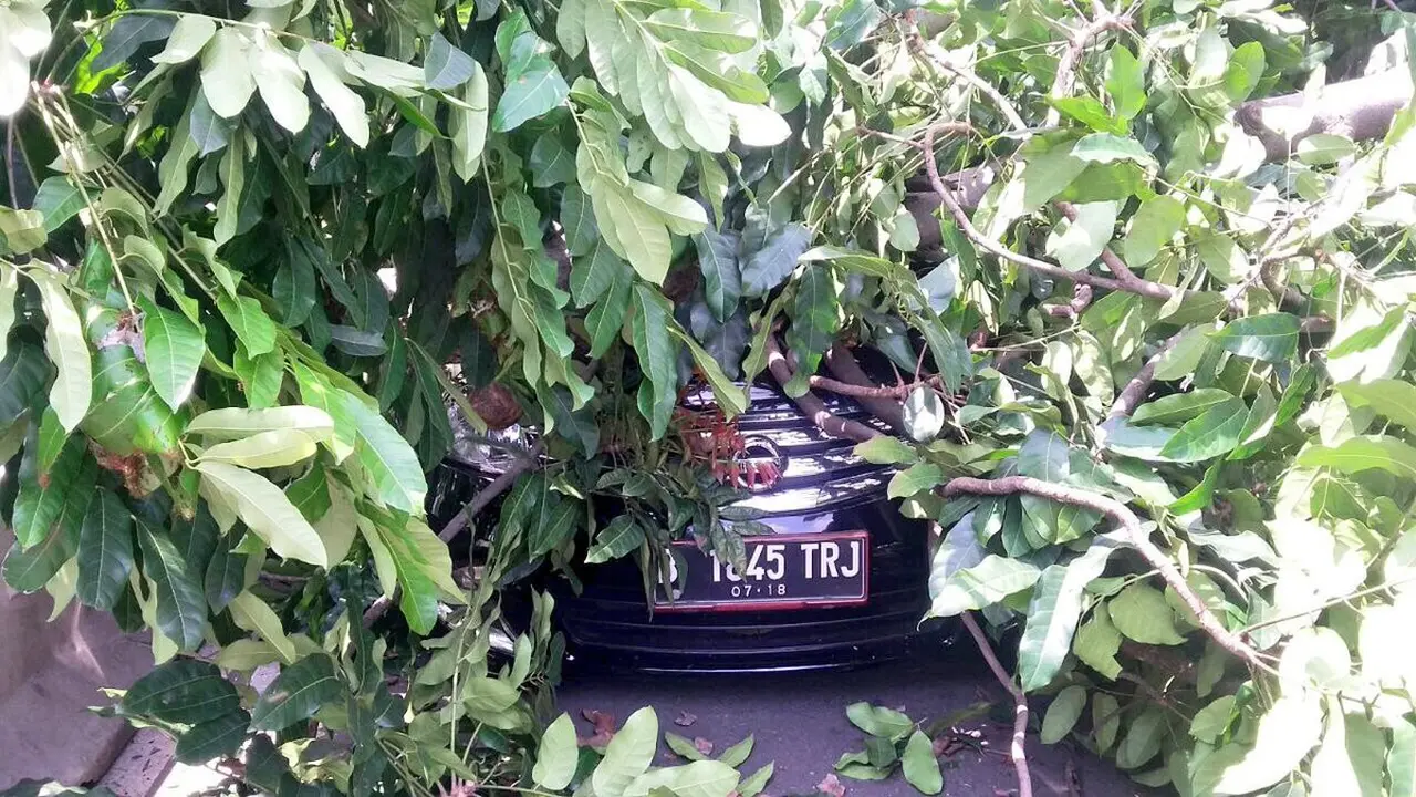 Pohon Tumbang di Kawasan Monas Timpa Mobil Sedan