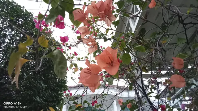 Foto dengan Oppo A16k, fitur HDR dan Dazzle Color dimatikan (Liputan6.com/Giovani Dio Prasasti)