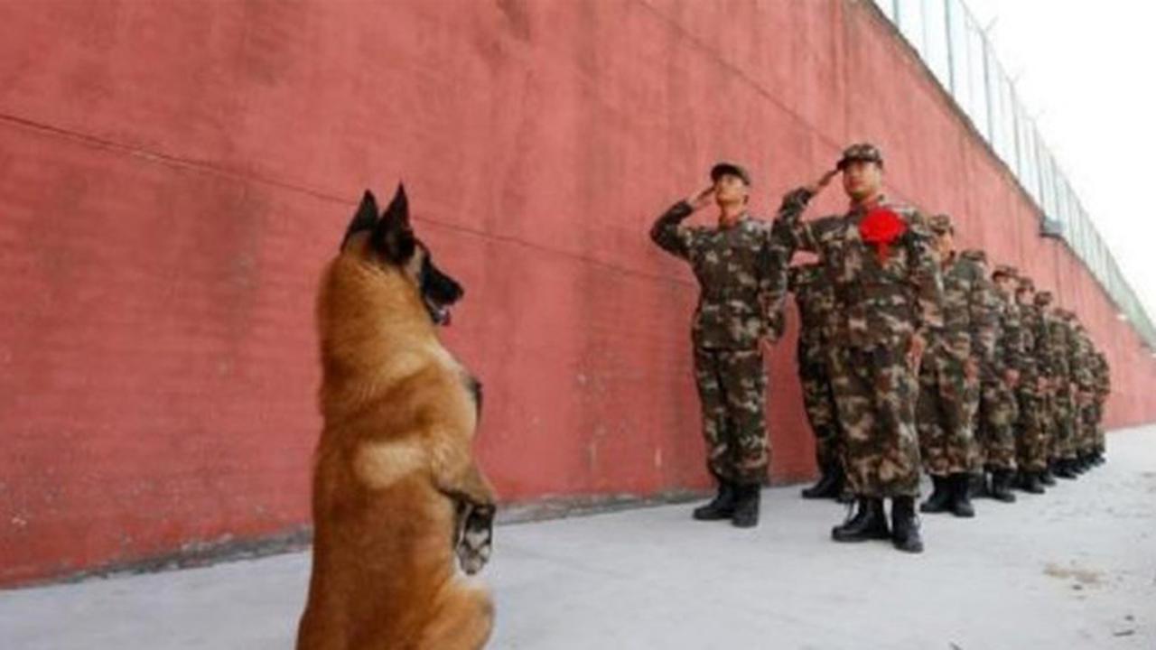 Beri Penghormatan Terakhir, Aksi Anjing Ini Bikin Nangis Bombay