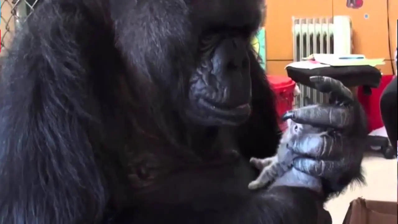 Video Gorila Koko Menangis Ditinggal Wafat Kucing Kesayangannya