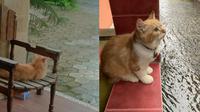 6 Potret Kucing Lihat Hujan Ini Bak 'Anak Senja', Bikin Gemas (sumber: Twitter/kochengfess/nraxyyna)