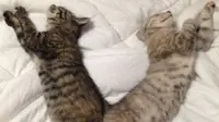 Gaya kucing saat tidur membentuk pola yang lucu.