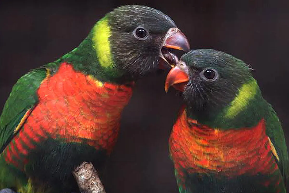 Akhirnya 40 Burung Perkici Dada Merah Kembali ke Indonesia dari Inggris
