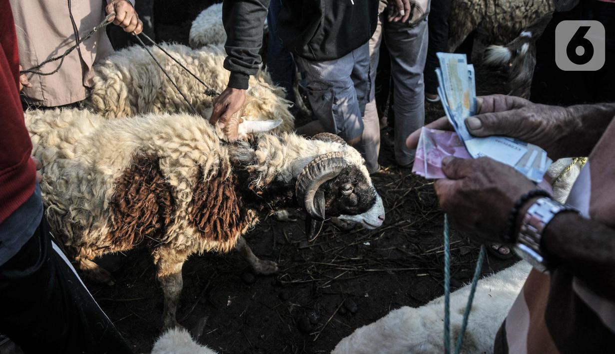 Pedagang menghitung uang hasil penjualan hewan kurban di Pedagang menggiring sapi yang akan dijual di Pasar Hewan Jonggol, Kabupaten Bogor, Jawa Barat, Kamis (7/7/2022). Harga hewan kurban di pasar ini cenderung lebih murah dari tempat lain, untuk sapi dijual kisaran Rp7 juta-Rp70 juta per ekor, sementara domba dibanderol mulai Rp1,5 juta-Rp6 juta per ekor. (merdeka.com/Iqbal S Nugroho)