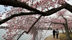 Sepasang wanita dan pria berjalan di bawah pohon Sakura yang sedang mekar di Washington (4/2). Keindahan pohon Sakura yang sedang mekar ini menandai  dimulainya musim semi di Washington. (AP Photo/Jacquelyn Martin)