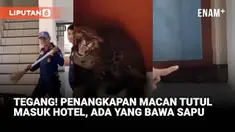 Warga Kota Bandung dikejutkan dengan kemunculan seekor macan tutul Jawa yang masuk ke dalam sebuah hotel di kawasan Padasaluyu, Kecamatan Sukasari, pada Senin pagi. Awalnya hewan buas iut dikira kucing oleh penghuni.