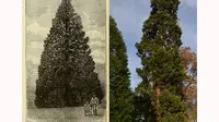 Sebuah lembaga budaya di Inggris mengemukakan bahwa mereka telah menemukan pohon Natal tertua di seluruh Inggris. 