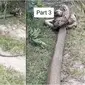 Viral video pertarungan ular king kobra raksasa dengan piton di kebun sawit. (Sumber: TikTok/@hendraaseng6)