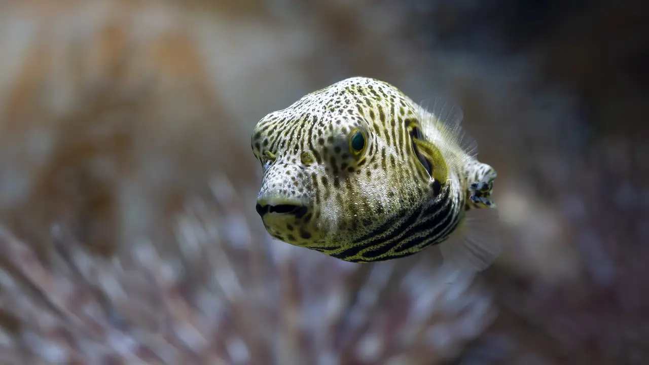 Ikan buntal, puffer fish, ikan fugu. (kuritafsheen77)