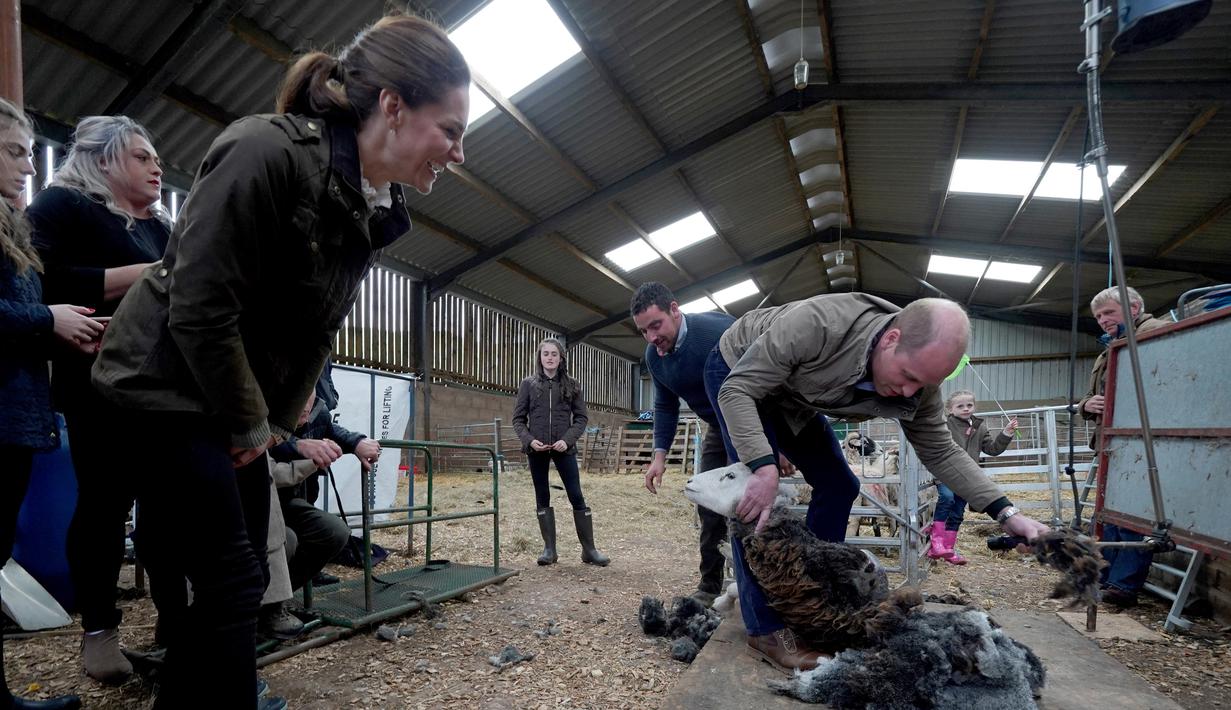 Duke of Cambridge Pangeran William (kanan) mencukur bulu domba disaksikan Duchess of Cambridge Kate Middleton saat berkunjung ke Deepdale Hall Farm, sebuah peternakan domba tradisional di Patterdale, Cumbria, Inggris, Selasa (11/6/2019). (Owen Humphreys/POOL/AFP)