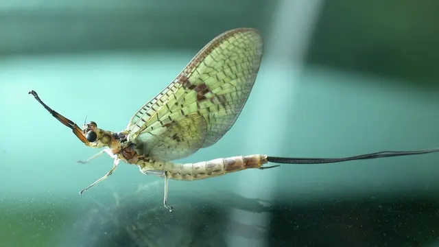 Ilustrasi Mayflies (Pixabay)