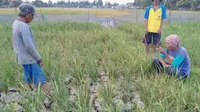 Petani di Desa Jayabakti, Cabangbungin, Kabupaten Bekasi terancam gagal tanam akibat kekeringan. (Foto: Liputan6.com/Bam Sinulingga)