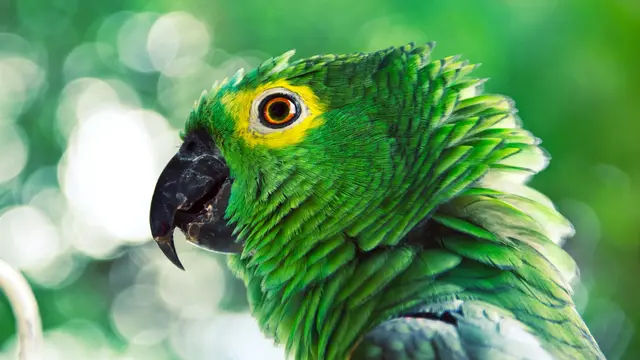 4 Hewan Terpintar di Dunia, Tupai Salah Satunya