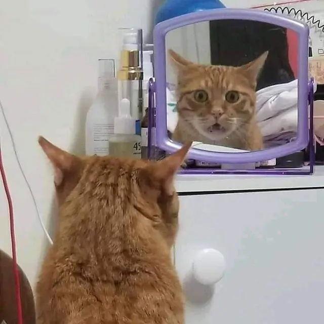 Kucing bercermin
