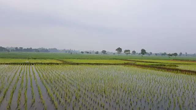 Pertanian di denpasar