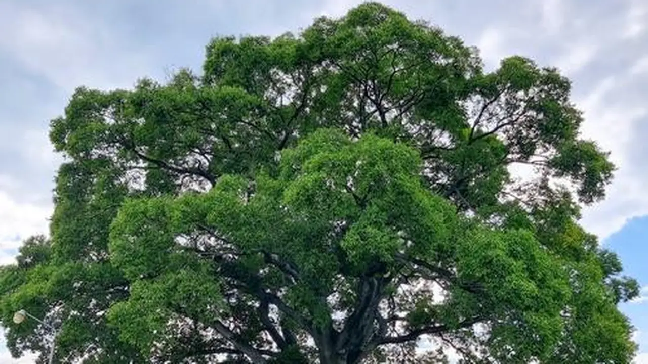 Pohon hackberry berusia 500 tahun yang muncul dalam drama Korea Selatan Extraordinary Attorney Woo. (Dok. Pemerintah Kota Changwon)