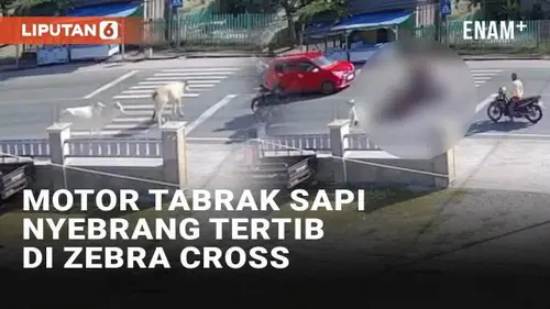 VIDEO: Viral Motor Tabrak Sapi Nyebrang di Zebra Cross, Warganet: Sapinya Sudah Benar