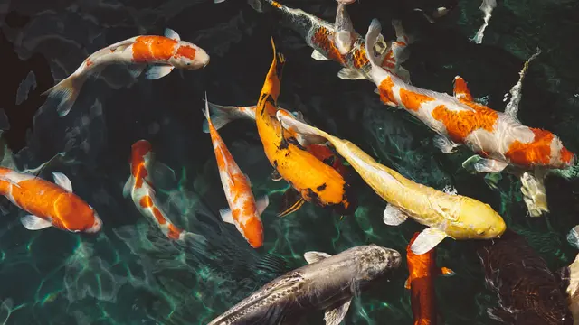 Arti Mimpi Melihat Ikan Mas Berdasarkan Ukurannya