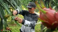 Pembeli Buah Naga dan Jeruk Ponkam Melonjak 80%