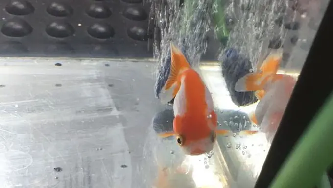 [Bintang] Ikan Mas Koki