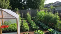 8 Ide Belakang Rumah yang Bisa Menjadi Sumber Sayur Harian, Solusi Kebun Sehat di Lahan Sempit