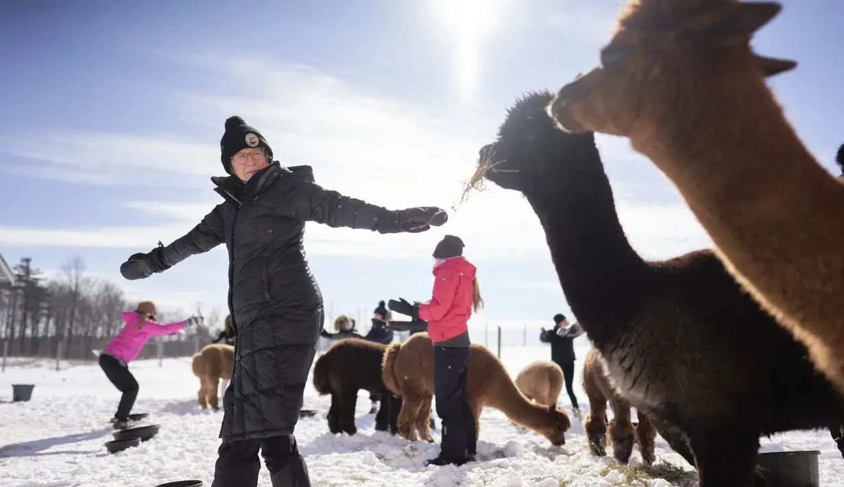 Shelagh Kane mengikuti kelas Yoga Salju bersama Alpaca di salju di Brae Ridge Farm and Sanctuary dekat Guelph, Ontario, pada 20 Februari 2022. Selusin orang mengikuti kelas yoga di luar ruangan dikelilingi oleh alpaca di musim dingin Kanada yang membekukan. (Geoff Robins / AFP)
