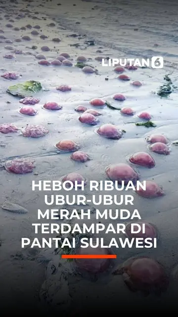 Heboh Ribuan Ubur-Ubur Merah Muda Terdampar di Pantai Sulawesi