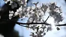 Bunga sakura yang sedang mekar bunganya terlihat di Pemakaman Yanaka di distrik Taito, Tokyo, Jepang (26/3). Pohon sakura berbunga setiap satu tahun sekali, kuncup bunga sakura mulai terlihat di akhir musim dingin pada bulan Maret. (AFP Photo/Charly Triballeua)