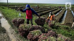 Tanaman bawang ini tidak tidak cukup mendapatkan air sehingga tidak bisa tumbuh subur karena hujan jarang terjadi. Sebagian tanaman bawang itu bahkan mati atau gagal panen. (Liputan6.com/Faizal Fanani)