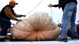 Para pekerja mengukur labu raksasa dalam lomba Safeway World Championship Pumpkin Weigh-Off di Half Moon Bay, California, Amerika Serikat, Senin (14/10/2019). Petani dari Napa, California, Leonardo Urena keluar sebagai juara dengan memboyong hadiah USD 15.225. (Justin Sullivan/Getty Images/AFP)