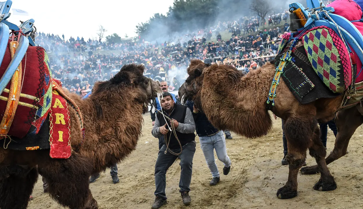 Seorang pria mencoba menarik unta untuk bergulat dalam Selcuk Camel Wrestling Festival di Kota Selcuk, Turki, Minggu (20/1). Gulat yang melibatkan kedua unta jantan ini merupakan tradisi suku-suku Turki nomaden sejak 2.400 tahun lalu. (BULENT KILIC/AFP)