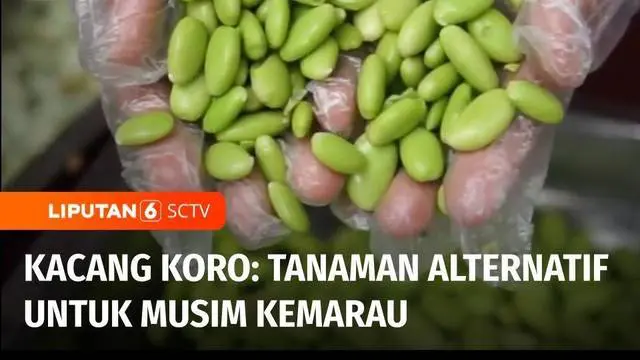 VIDEO: Budi Daya Tanaman Kacang Koro Sebagai Alternatif Kacang Kedelai pada Musim Kemarau