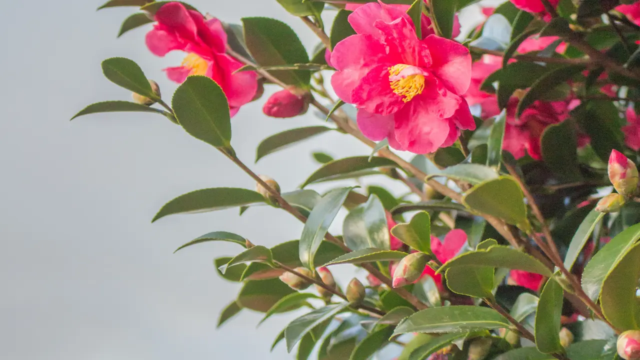 Ilustrasi bunga Camelia