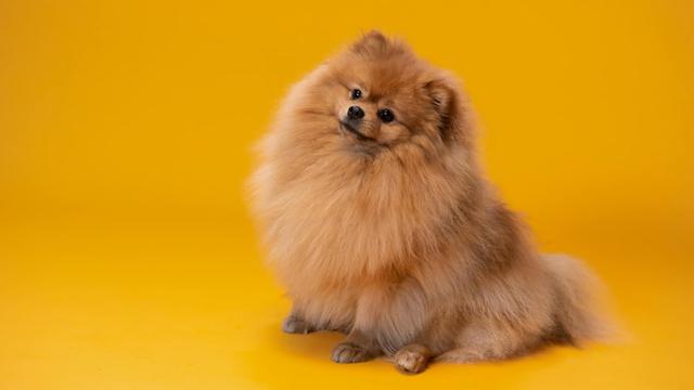 Pomeranian