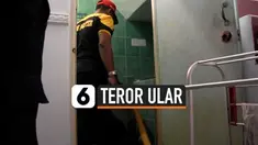 sisik ular thumbnail