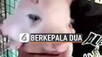 BABI MUTAN