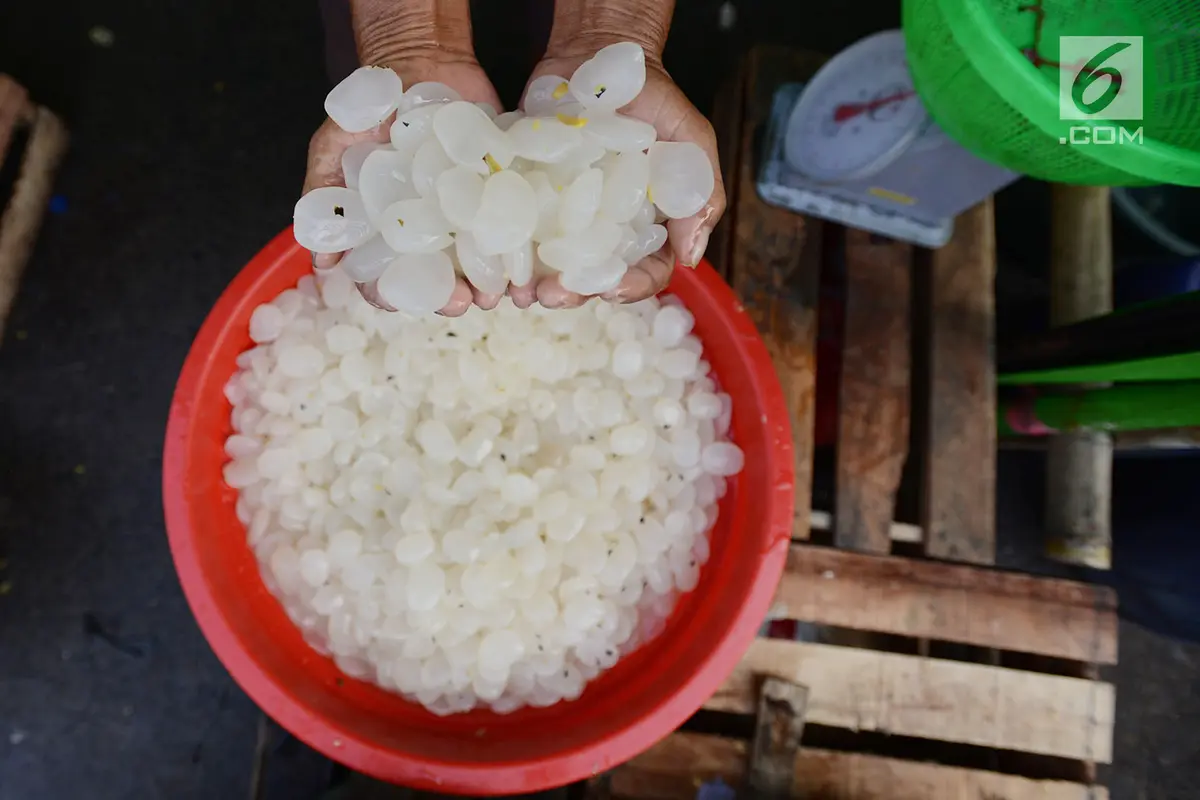 Berburu Kolang-kaling untuk Sajian Buka Puasa Saat Ramadan