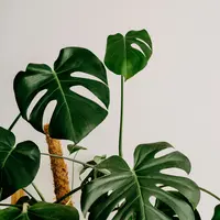 Tanaman Monstera. (dok. Unsplash/Annie Spratt)