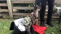 Bayi kanguru dirawat di peternakan di Burnside, Australia Barat (Liputan6.com/Shinta NM Sinaga)