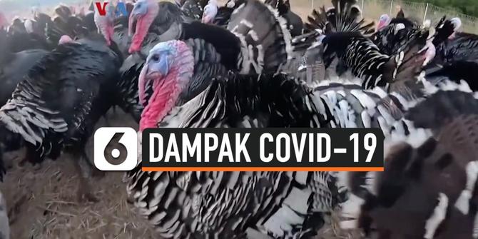 VIDEO: Thanksgiving Era Pandemi Covid-19, Kalkun Kecil Lebih Diminati