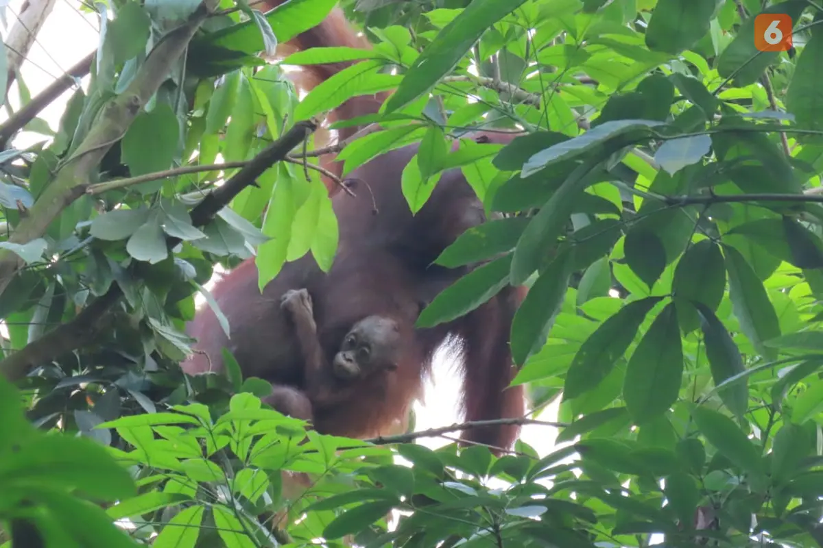 Induk dan Bayi Orangutan